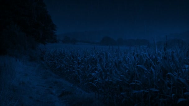 Maisfeld Der Nacht Regen — Stockvideo