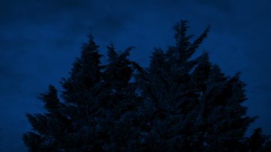 Geceleri Esinti Altında Çalı Evergreen Ağacı