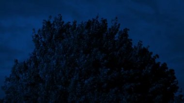 Rüzgarlı Akşamlarda Çalı Yeşil Ağaç