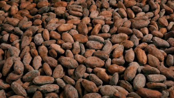Chocolate Production Cacao Beans Moving Shot — Stock video
