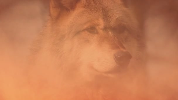 Lobo Humo Incendio Forestal — Vídeo de stock