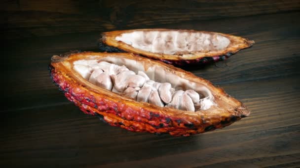Czekolada Kakao Owoce Otwarte Wyświetlanie Fasola Środku — Wideo stockowe