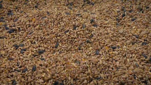 Смешанные Семена Health Food Moving Shot — стоковое видео
