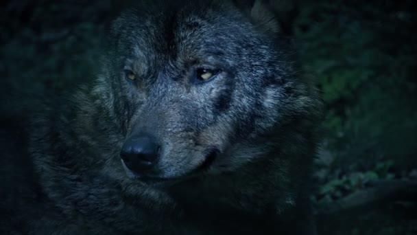 森の中の涼しい青い光の中で成長するオオカミ — ストック動画