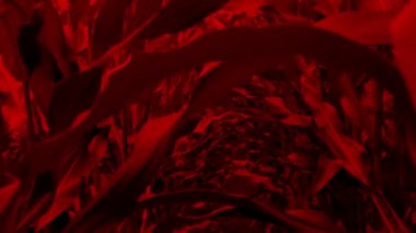 Mısır tarlasında yürüyen Korkunç Kırmızı POV