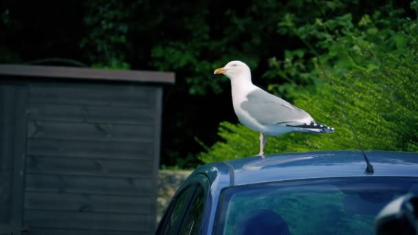 Perchas Gaviota Coche Graznidos — Vídeos de Stock