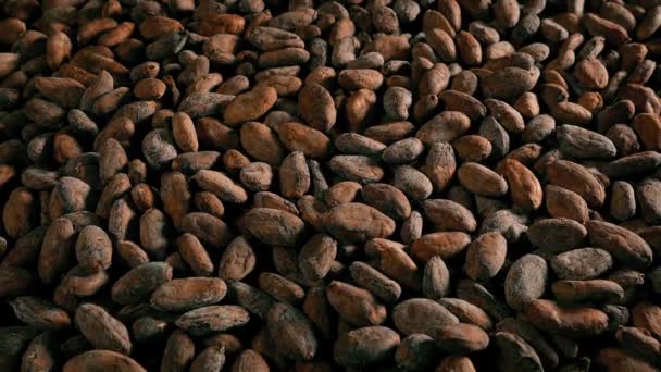 Cocoa Beans Large Pile — Stock Video