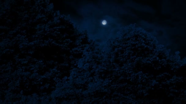 月が昇る風の中の木の上 — ストック動画
