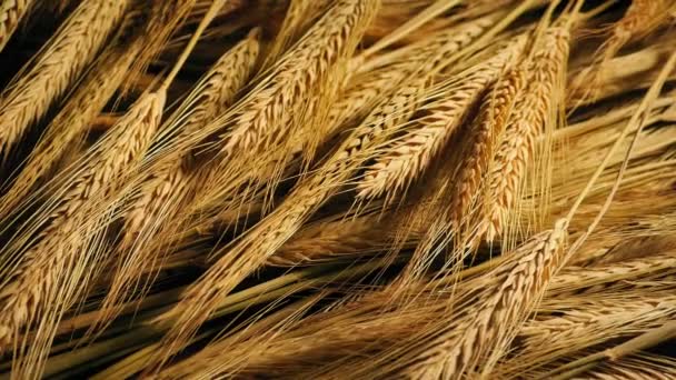 Золотые Головы Пшеницы Вращающийся Выстрел — стоковое видео
