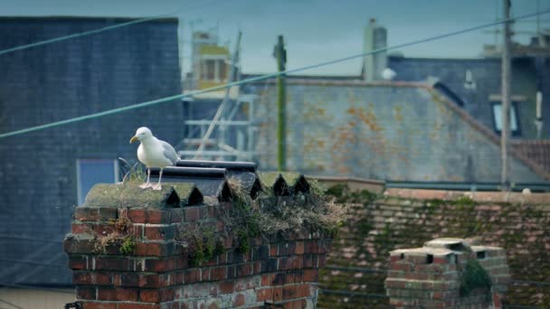 Gaviota Las Perchas Chimenea Los Vuelos Lejos — Vídeos de Stock