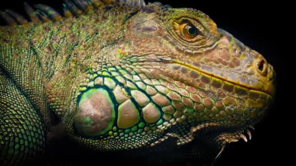Colorful Lizard Looking Closeup — Stock Video