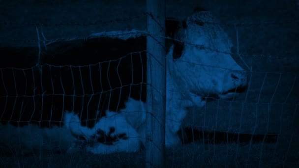 Vache Reposant Derrière Une Clôture Nuit — Video