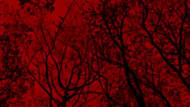Umzug Unter Bäumen Mit Blick Auf Beängstigend Roten Himmel — Stockvideo