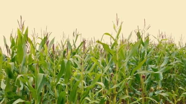 Wiersz Upraw Kukurydzy Wietrzny Wieczór — Wideo stockowe