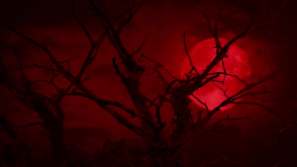Läskig Röd Måne Bakom Gamla Döda Trädet — Stockvideo