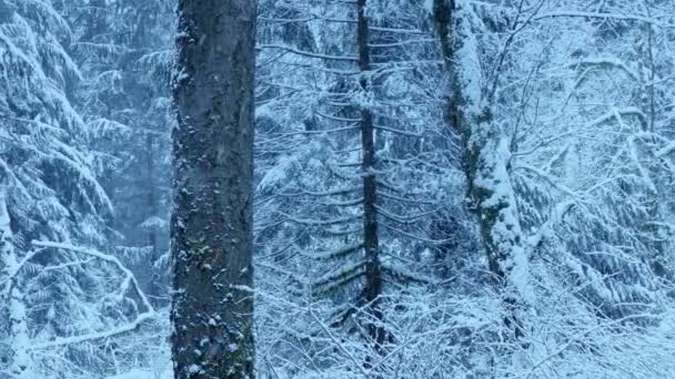 Заснеженные Леса Зимой — стоковое видео