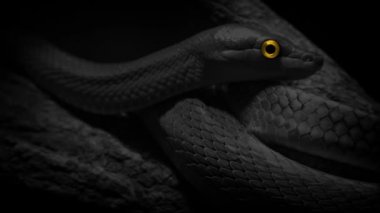 Ağaçtaki Yılan Parlayan Gözle Tek Renkli