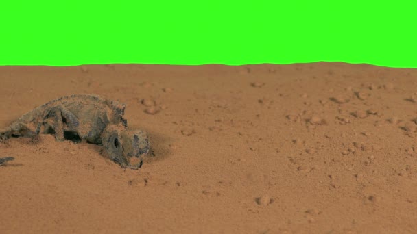 Νεκρή Σαύρα Στην Καυτή Πράσινη Οθόνη Της Ερήμου — Αρχείο Βίντεο