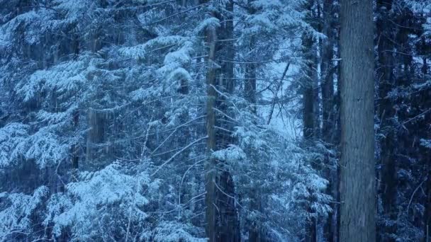 Las Fuertes Nevadas Bosque Final Del Día — Vídeos de Stock