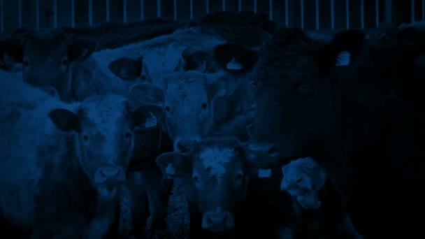 Cattle Look Barn Night — Stock Video