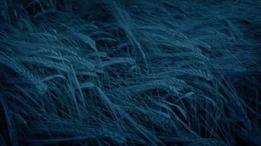 Rüzgârlı Akşamki Mısır Kırbacı Kapanışı