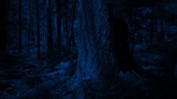 Движение Вверх Tree Лесу Ночью — стоковое видео