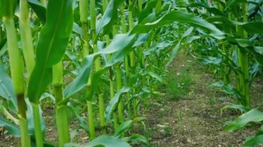 Mısır Alanında Yavaşça Hareket Etmek