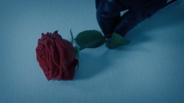 Rose Placed On The Snow By Mourner