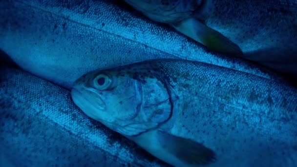 Raw Fish Cold Storage — Stock Video