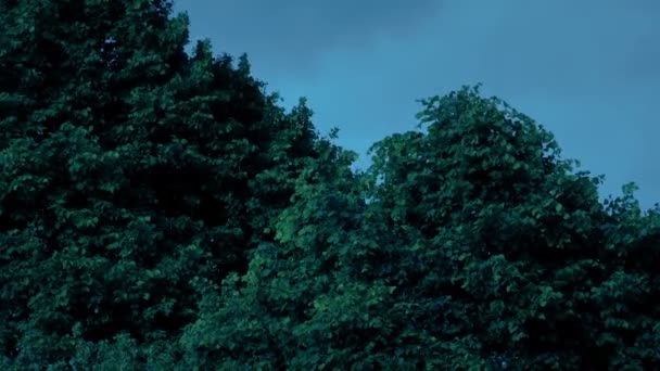 Bomen Bewegen Wind Bij Zonsopgang — Stockvideo