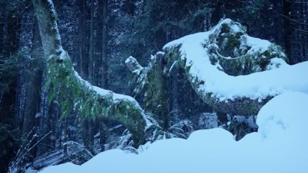 Старые Деревья Роста Покрытые Снегом Лесу — стоковое видео
