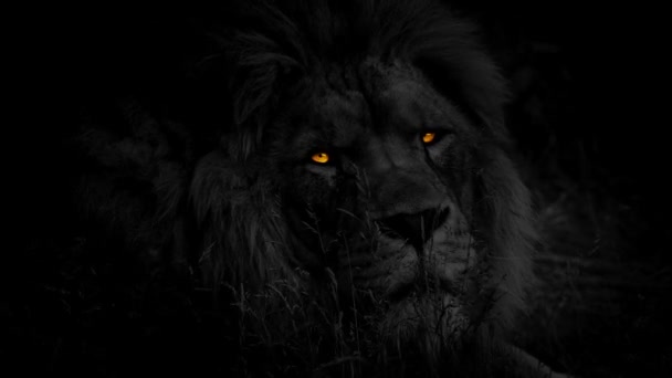 Dark Lion Fire Eyes Looks — Stockvideo