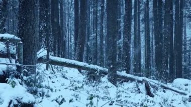 Passing Forest Slope In Snowstorm