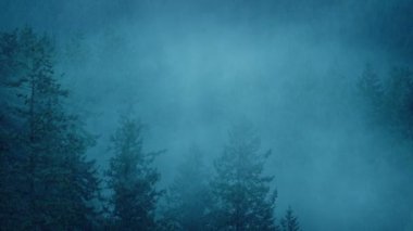 Rain And Mist Over Wilderness Trees