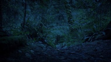 Karanlıkta Orman zemininde Yavaşça Hareket Etmek