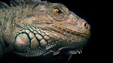 Renkli Kertenkele Etrafa Yakından Bakıyor