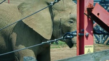 Elephant In Zoo Behind Electric Fence