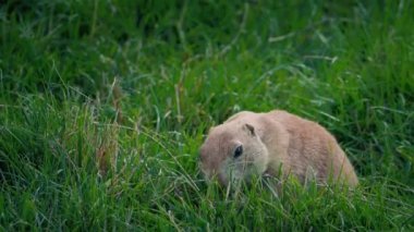 Prairie Dog Eating And Foraging Closeup