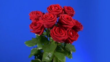 Roses Store Display Moving Shot