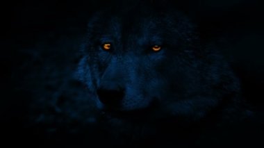 Wolf Glowing Eyes In The Darkness