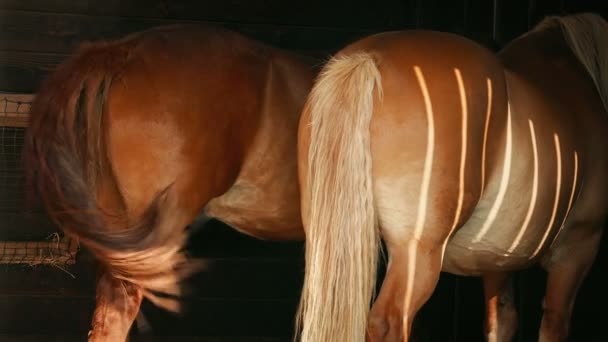 Horses Tails Flick Insects Stable Hot Day — Vídeo de stock