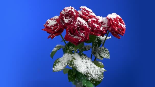 Snowy Roses Festive Store Display — Vídeo de stock