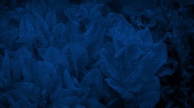 Gece Taşımacılığında Marul Sebzesi