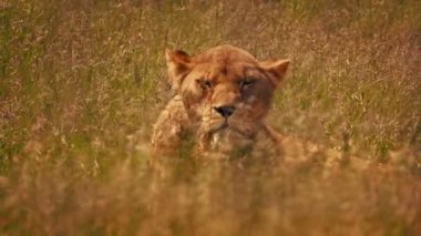 Dişi aslan sıcak savanada yukarı bakar.