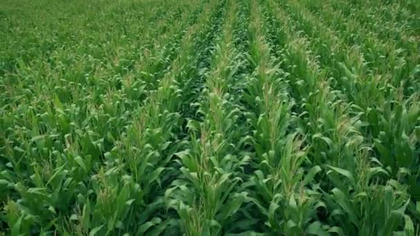 Uprawy Kukurydzy Wietrzny Letni Dzień — Wideo stockowe