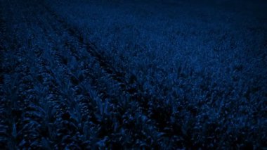 Gece Havasında Mısır Tarlasında Yol