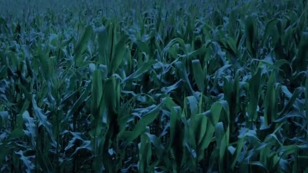 Кукурузное Поле Вечернее Движение Бризе — стоковое видео