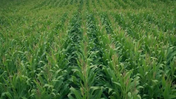 Kukuřičné Pole Větru Létě — Stock video