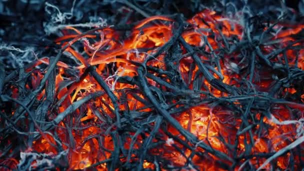 Fénylő Császárok Lombozat Után Tűz — Stock videók