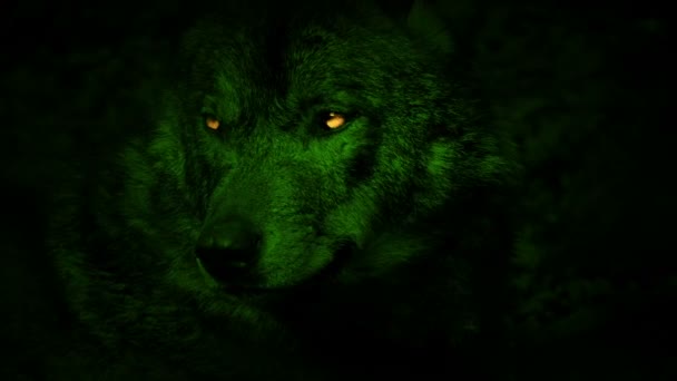 Lobo Gruñe Verde Con Ojos Amarillos — Vídeos de Stock